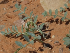 Astragalus geyeri triquetrus