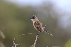 Culicivora caudacuta