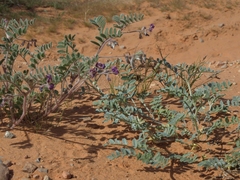Astragalus sabulonum