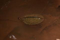 Rhinoclemmys punctularia