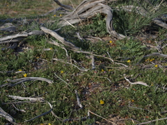 Erythranthe carsonensis