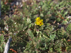 Erythranthe carsonensis