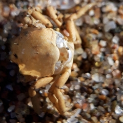 Acanthonyx lunulatus