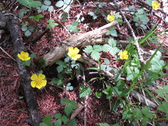Potentilla rosulifera