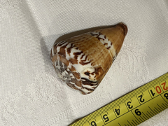 Conus capitaneus