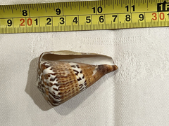 Conus capitaneus