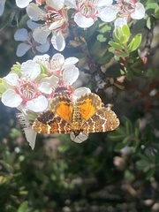 Chrysolarentia polycarpa