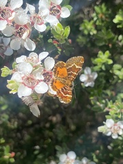 Chrysolarentia polycarpa