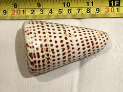 Conus litteratus