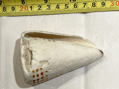 Conus litteratus