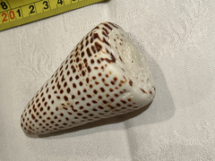 Conus litteratus