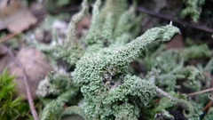 Cladonia