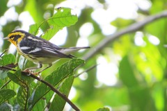Setophaga fusca