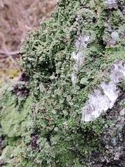 Cladonia