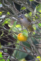Saltator maximus