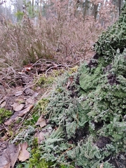 Cladonia