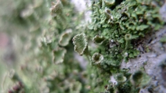 Cladonia
