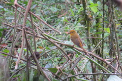 Piranga rubra