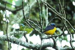 Chlorophonia cyanocephala