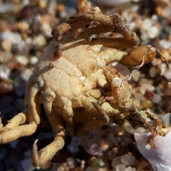 Acanthonyx lunulatus