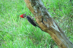 Dryocopus lineatus