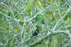 Volatinia jacarina