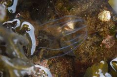 Bolinopsis infundibulum