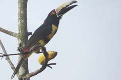 Pteroglossus torquatus