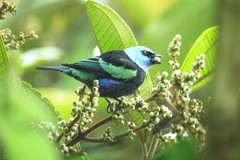 Stilpnia cyanicollis