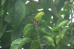 Setophaga petechia
