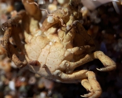 Acanthonyx lunulatus