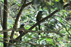 Momotus aequatorialis