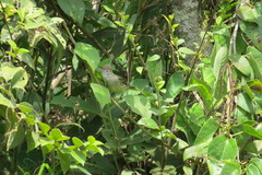 Elaenia flavogaster