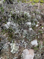 Dudleya parva