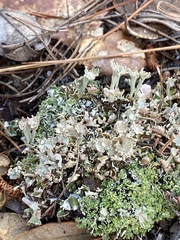 Cladonia rappii