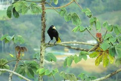 Psarocolius decumanus