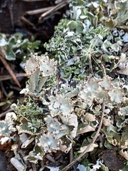 Cladonia rappii