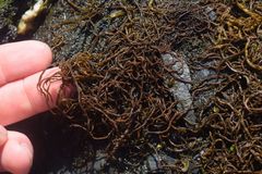 Melanosiphon intestinalis