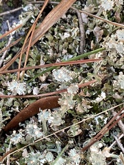 Cladonia rappii