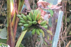 Saltator striatipectus