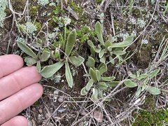 Dudleya parva