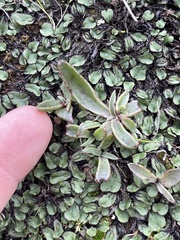 Dudleya parva