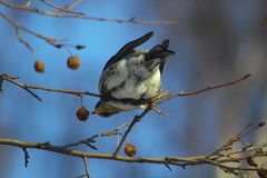 Turdus pilaris