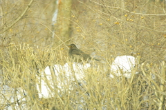 Turdus merula