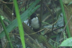 Arremon atricapillus