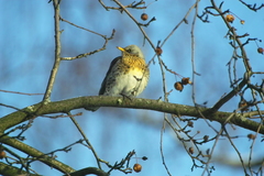 Turdus pilaris