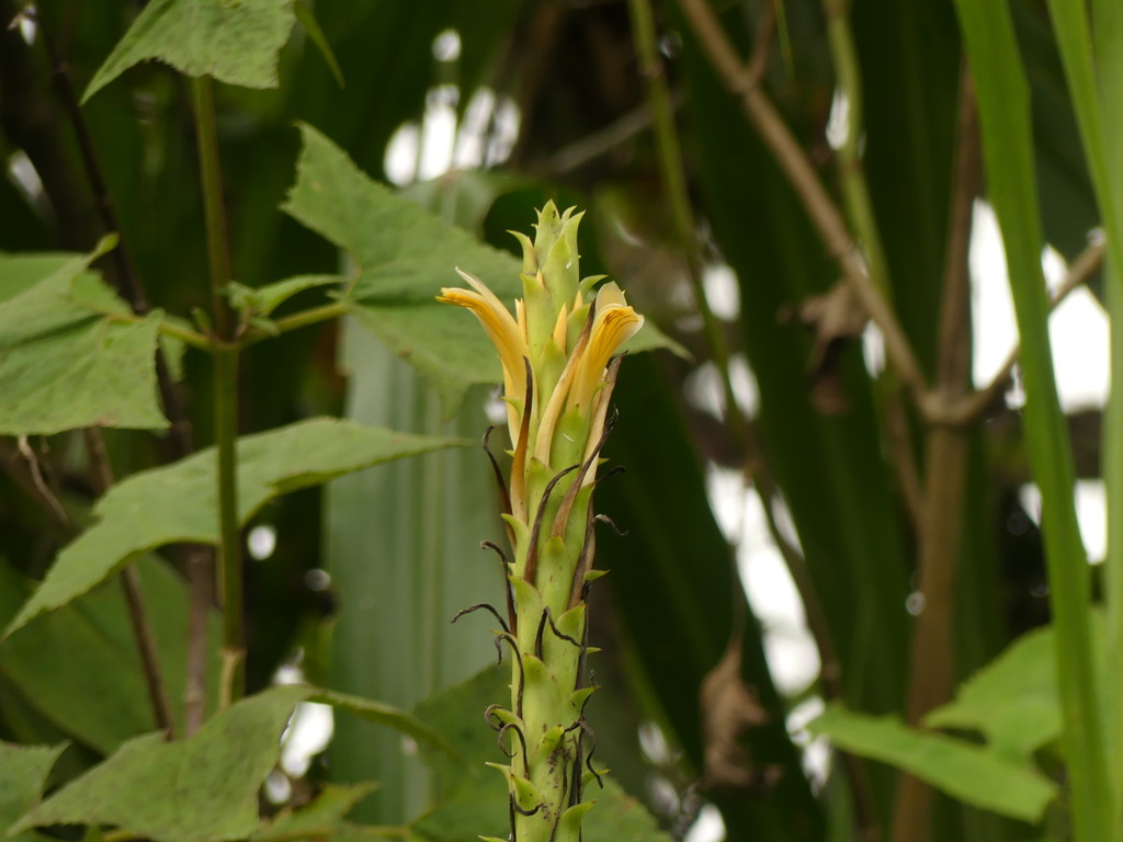 Pitcairnia sceptrigera