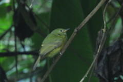 Mionectes oleagineus