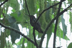 Trochilidae