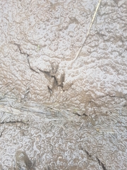Hydromys chrysogaster